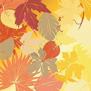 秋叶背景植物群黄色红色树木死亡季节性树叶季节叶子白色图片
