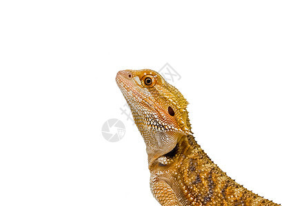 孤立的龙尾巴身体爬虫尖刺爬行动物橙子怪物脊椎动物黄色胡子图片