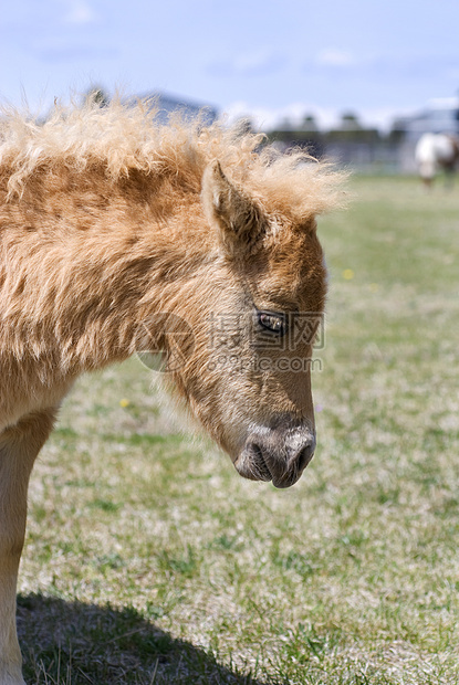 微型马家畜宠物哺乳动物牧场农场板栗小马婴儿乡村农业图片