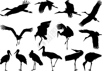 Stork 光影 - 矢量图片