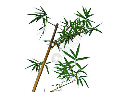 竹子风水元素叶子护理设计绿色植物数字花卉环保图片