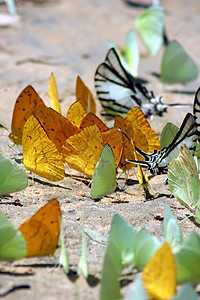 蝴蝶恶作剧野花昆虫港口植物花朵地球丛林咖啡野生动物图片