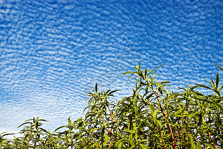 草风景蓝色牧场草地生活云景活力季节天空天气图片