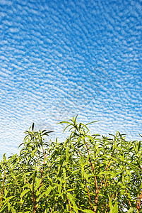 绿绿草草地牧场天空天气太阳特写风景镜头田园诗活力图片