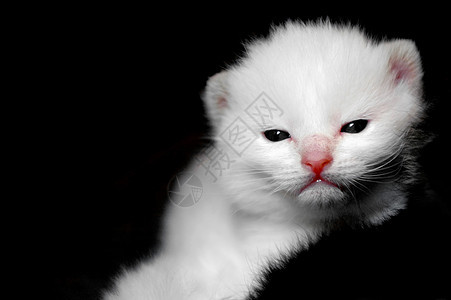 白小白猫猫咪毛皮小猫猫科白色胡须宠物哺乳动物动物图片