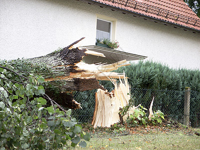 折断树环境损害雷雨损失拆除气旋保险飓风风暴灾星图片