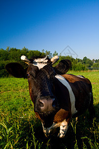 牧草的牛蓝色农场绿色牧场棕色乡村土地奶牛哺乳动物场地图片