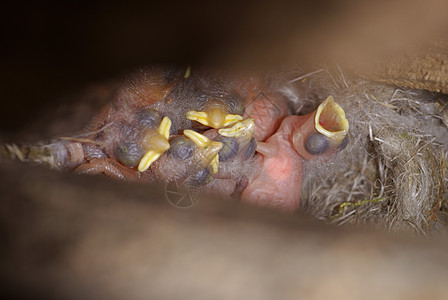 胸部的窝巢动物群森林宏观雏鸟动物图片