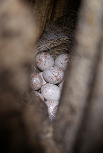 胸部的窝巢山雀宏观森林动物群图片