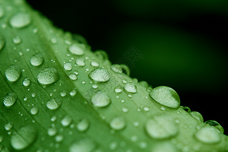 绿上滴水宏观植物几何学雨滴绿色图片