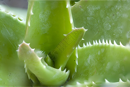 Cactus 宏紫色宏观花朵植物群旅行季节树叶花瓣植物生活图片