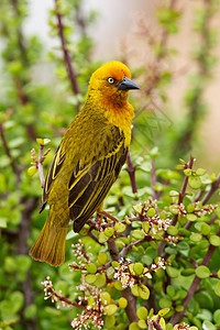 韦弗角鸟类多样性羽毛公园生物灌木丛大草原野生动物织工生态图片