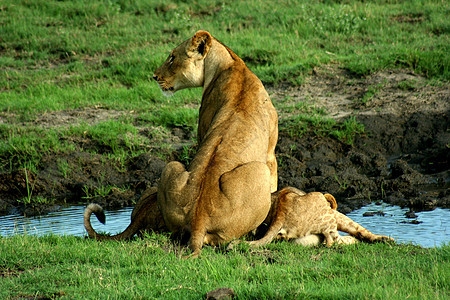博茨瓦纳黑色绿色白色公园胜利动物瀑布妈妈国民图片