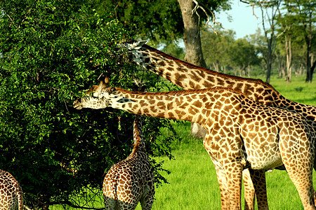 赞比亚白色黑色胜利绿色斑马动物妈妈国民瀑布公园图片