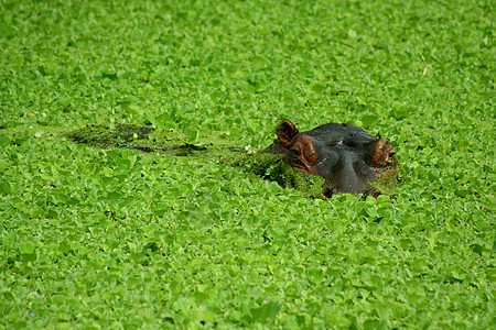 赞比亚河马鸟类黑色瀑布公园国民胜利妈妈绿色动物图片