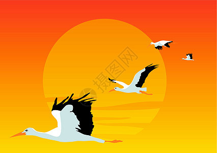 鹳海鸥艺术尾巴绘画插图羽毛动物翅膀白色天空图片