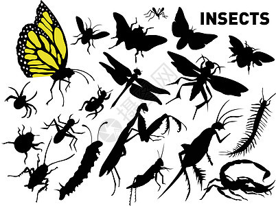 昆虫毛虫臭虫蟑螂收藏翅膀蚊子蟋蟀插图蚂蚁黑色图片