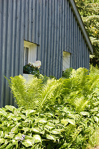 Ferns和Hostas对小屋图片
