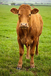 棕牛食物哺乳动物农场草地牛奶牧场国家奶牛奶制品牛扒图片