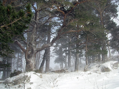 树 雪；雪 自然；景观图片
