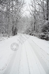 铺雪路国家场景树木农村寒冷寒意森林木头曲目车道图片