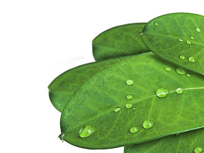 绿叶露珠雨滴绿色植物生物学叶子草本水滴环境植物生态图片
