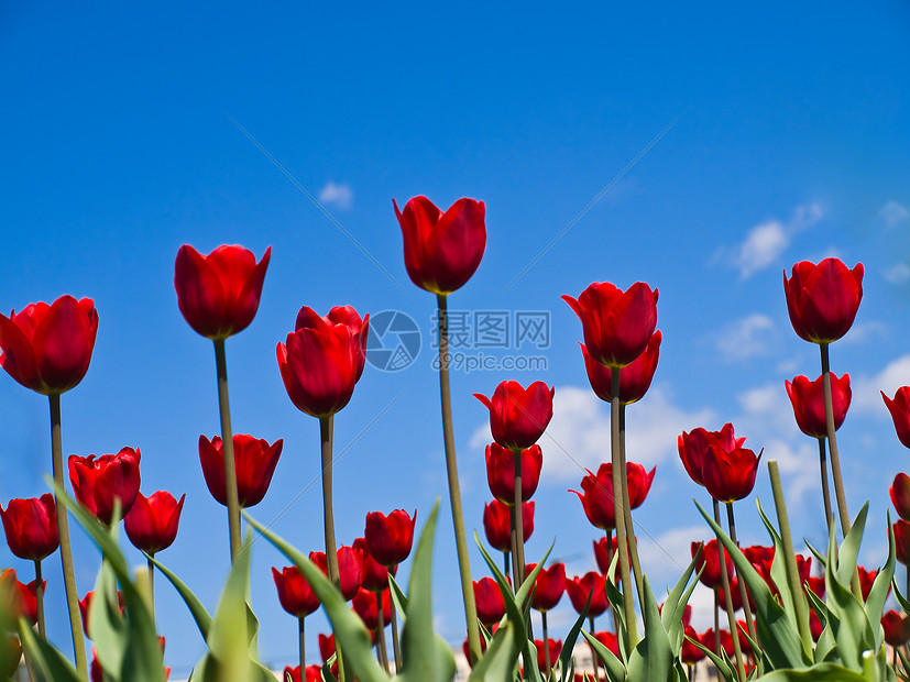 红色郁金红天空花坛蓝色图片
