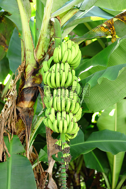 树上有香蕉棕榈雨林饮食森林植物农场水果叶子食物旅行图片