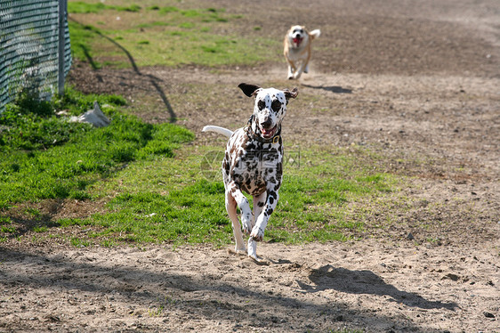 家养狗犬图片