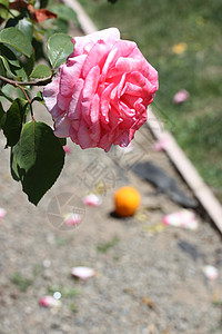 粉色玫瑰粉红玫瑰花花绿色阳光照射晴天玫瑰宏观分支机构植物花园时间阳光背景