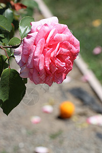 粉红玫瑰花花粉色植物群玫瑰植物阳光晴天季节时间绿色宏观图片