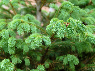 绿色fir 分支风景叶子树木枝条植物群植物学生长植物生态环境图片