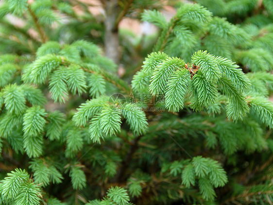 绿色fir 分支风景叶子树木枝条植物群植物学生长植物生态环境图片