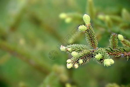 绿色fir 分支环境叶子风景季节性生长枝条植物植物群生态树木图片