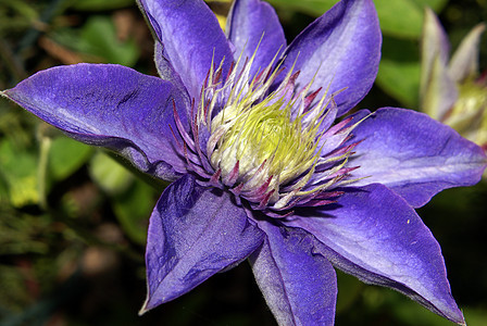 紫色克莱马蒂斯花绿色美丽花瓣花园装饰生长植物学植物群曲线阴影图片