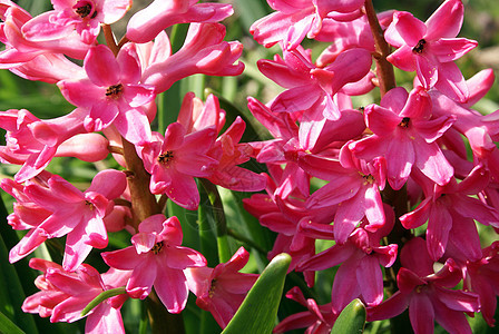 粉色Hyacinth花瓣压痛展示宏观植物叶子蓝色植物学投标季节图片