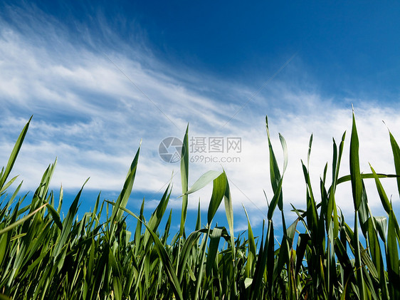 春天的青小麦田农业宏观农村天空草本植物生长食物场地蓝色绿色图片