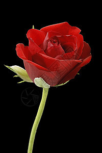 红玫瑰浪漫植物花瓣礼物红色热情图片