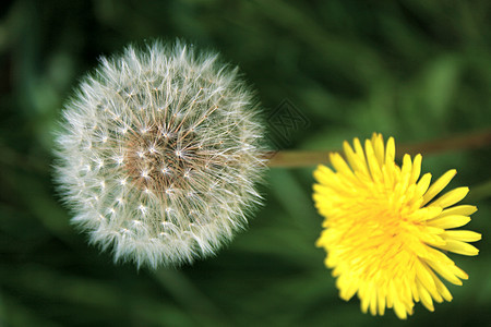 花层雏菊草地植物白色野花黄色花园种子花朵杂草图片