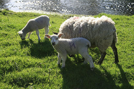 羊羔和母绵羊图片