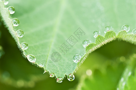 叶边上露水滴的缝合环境生活绿色阳光草地花园雨滴叶子反射宏观图片