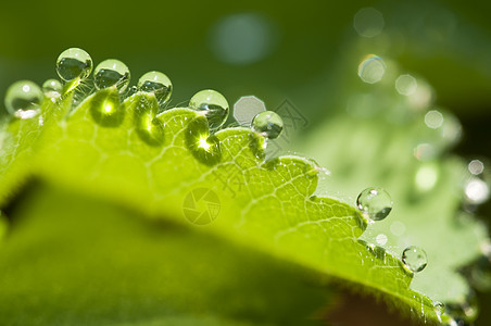 叶边上露水滴的缝合生活宏观环境绿色花园植物草地雨滴叶子天气图片