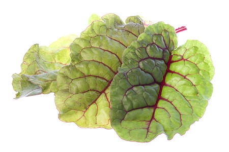 红色沙德孤立药品植物学绿色草药草本植物烹饪食物香料香气疗法图片