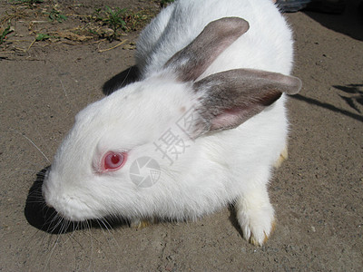 兔子兔宠物动物头发尾巴农场兔形目爪子野生动物家畜居住图片