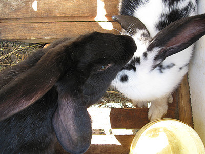 兔子兔尾巴新生哺乳动物兔形目家畜宠物荒野农场说谎投标图片
