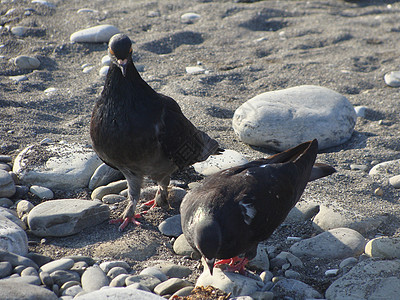 鸽子展示哺乳动物荒野彩虹手表灰色胸部鸭子紫色花岗岩图片