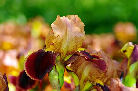 特写 lilac 虹膜美丽生长宏观场地植物学草地花粉花朵花瓣植物群图片