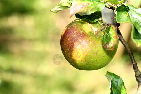 树上的苹果农业花园叶子生长红色果园水果绿色苹果树季节图片