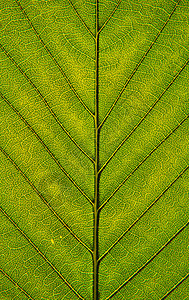 绿叶封闭绿色线条环境植物不对称生态季节墙纸宏观叶子图片