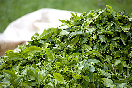 新鲜收获的茶叶假期财产热带绿色生产草本植物时间饮料植物庄园高地图片